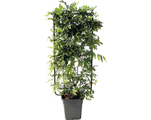 Vistárie čínská FloraSelf Wisteria sinensis špalír 110x50 cm květináč 18 l Popínavá rostlina Wisteria v květináči s oporou