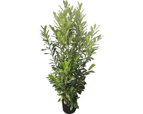 Bobkovišeň lékařská Elly FloraSelf Prunus laurocerasus 'Elly'® 60-80 cm click-květináč