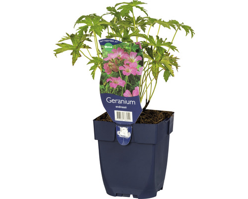 Kakost sivý FloraSelf Geranium endressii 5-10 cm květináč 0,5 l