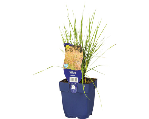 Kavyl obrovský FloraSelf Stipa gigantea výška 5-125 cm květináč 0,5 l