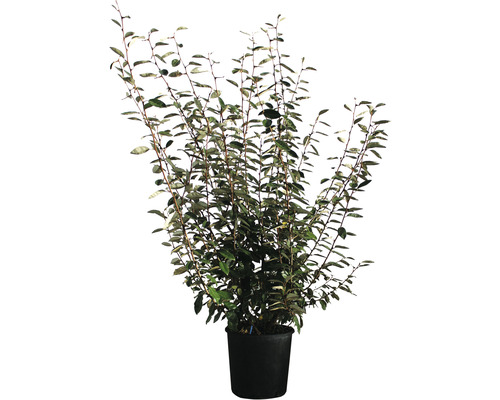 Hlošina Ebbingeova FloraSelf Elaeagnus ebbingei výška 100-120 cm květináč 18 l Hlošina úzkolistá jako keř v květináči
