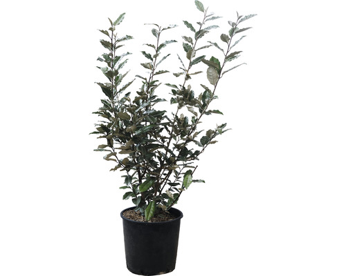 Hlošina Ebbingeova FloraSelf Elaeagnus ebbingei výška 70-80 cm květináč 10 l Hlošina úzkolistá rostlina v květináči