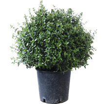 Abélie Prostrata koule Ø 25-30 cm FloraSelf Abelia grandiflora Prostata květináč 10 l