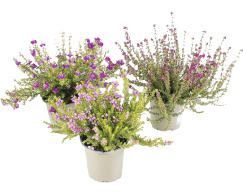 Tři kvetoucí vřesovištní rostliny v květináči