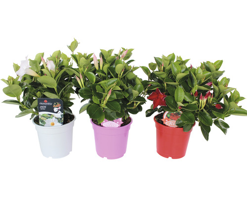 Dipladénie, mandevila červená FloraSelf výška 10-12 cm květináč Ø 10,5 cm 1 ks Tři rostliny Mandevilla v květináčích se zelenými listy a květy různých barev