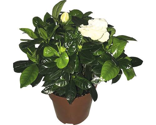 Gardénie jasmínovitá FloraSelf Gardenia jasminoides 30-40 cm květináč Ø 13 cm