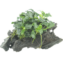 Akvarijní rostlina na kořenovém dřevě