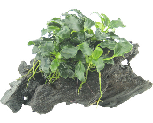 Vodní rostlina Anubias nana 'Kirin Mini' na kořeni Akvarijní rostlina na kořenovém dřevě