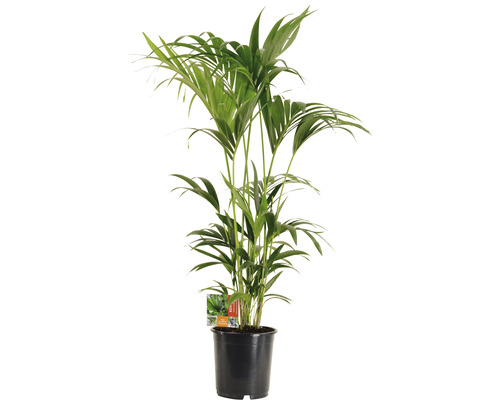 Rajská palma, kencie FloraSelf Howea forsteriana cca 130 cm květináč Ø 24 cm Areka v černém květináči