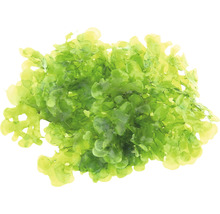 Zelený mořský salát