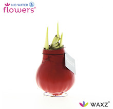 Červená vosková amarylka ve stojanu s rašícími zelenými listy