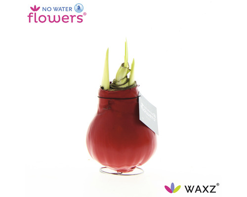 Červená vosková amarylka ve stojanu s rašícími zelenými listy