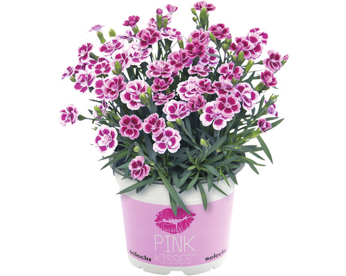 Hvozdík zahradní Dianthus caryophyllus 'Pink Kisses' Ø 11 cm květináč 1 ks