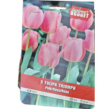 Balení pěti triumfálních tulipánů v růžové barvě, velikost cibulky 10/11