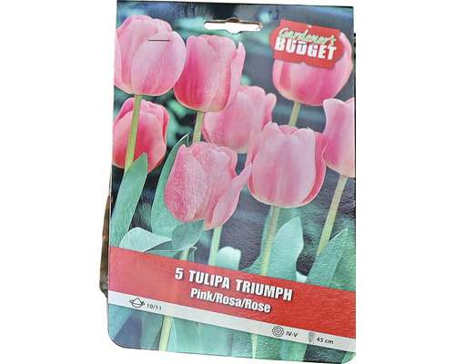Balení pěti triumfálních tulipánů v růžové barvě, velikost cibulky 10/11