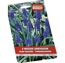 Balení osmi kusů Muscari armeniacum, také známé jako modřenec arménský
