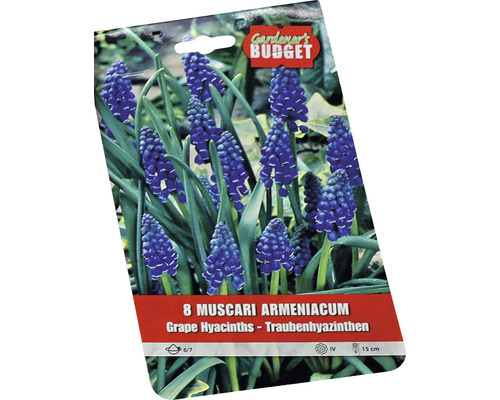 Balení osmi kusů Muscari armeniacum, také známé jako modřenec arménský