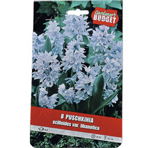Balení 8 cibulovin Puschkinia scilloides var. libanotica