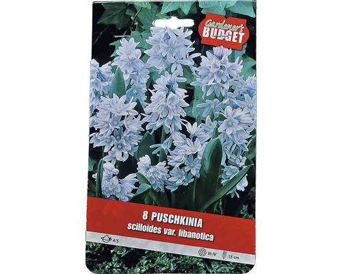 Balení 8 cibulovin Puschkinia scilloides var. libanotica