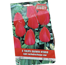 Balení pěti cibulí tulipánu Darwin Hybrid