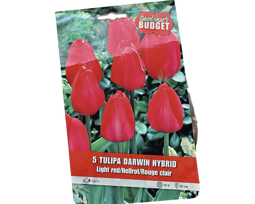 Balení pěti cibulí tulipánu Darwin Hybrid