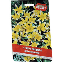 Balení botanických cibulí tulipánu Tarda Dasystemon