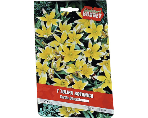 Balení botanických cibulí tulipánu Tarda Dasystemon