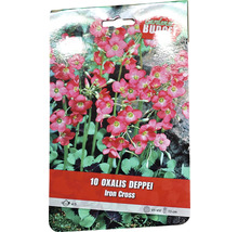 Balení 10 cibulí Oxalis Deppei Iron Cross