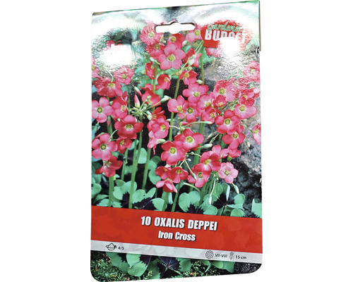 Balení 10 cibulí Oxalis Deppei Iron Cross