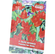 Balení 5 botanických tulipánů odrůdy Praestans Tub. Variety