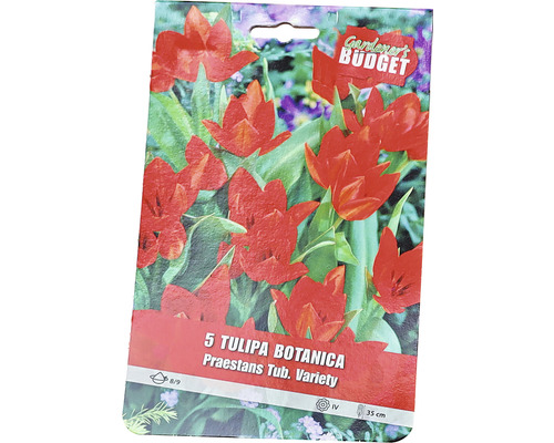 Balení 5 botanických tulipánů odrůdy Praestans Tub. Variety