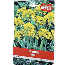 Balení cibulovin Allium Moly