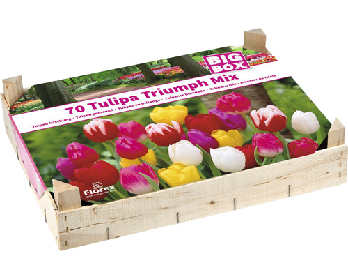 Tulipány dřevěná bednička Triumph mix 70 ks
