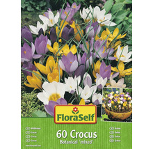 Balení 60 krokusů, botanická směs