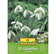 FloraSelf Galanthus woronowii balení s 35 sněženkami