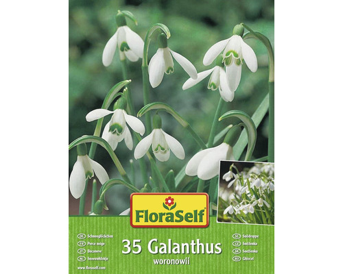 FloraSelf Galanthus woronowii balení s 35 sněženkami