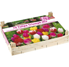 Tulipány dřevěná bednička Triumph mix 70 ks-thumb-1 Tulipány dřevěná bednička Triumph mix 70 ks-thumb-1