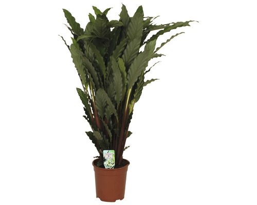 Calathea pokojová rostlina v květináči