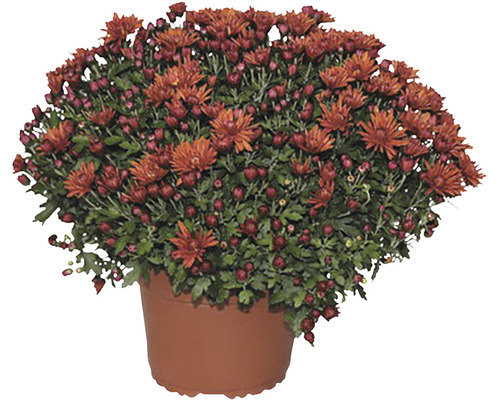 Chryzantéma v květináči