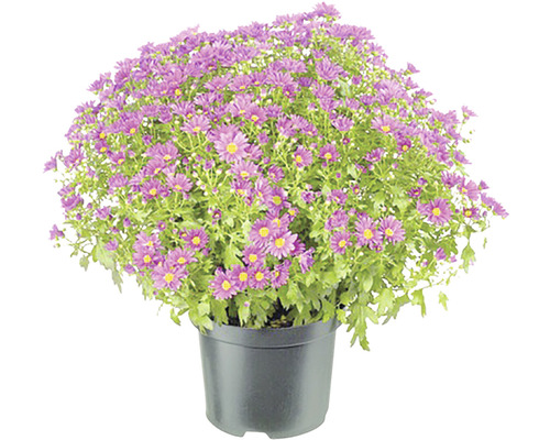 Chryzantéma multiflora květináč Ø 19 cm 1 ks, různé barvy