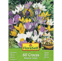 Krokus FloraSelf 60 cibulí, botanická směs