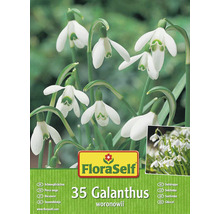 Balení 35 cibulí sněženek Galanthus woronowii