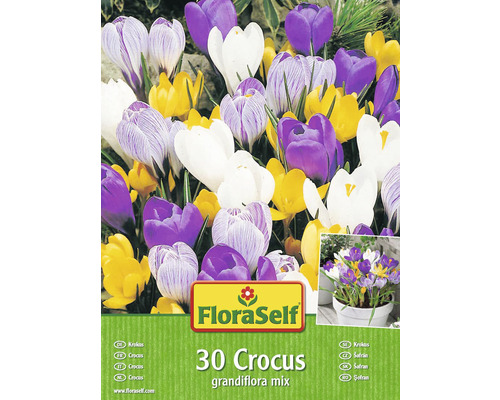 Krokusy 'Grandiflora' FloraSelf mix 30 ks Krokusy 'Grandiflora' FloraSelf mix 30 ks