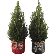 Dva vánoční stromky v květináči s nápisem Merry Christmas