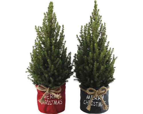 Dva vánoční stromky v květináči s nápisem Merry Christmas