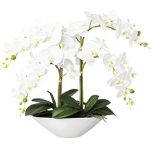 Dekorativní bílá orchidej v květináči
