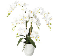 Bílá orchidej v květináči jako dekorace do pokoje