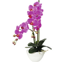 Orchidej v bílém květináči