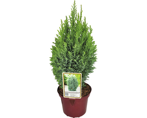 Cypřiš v květináči