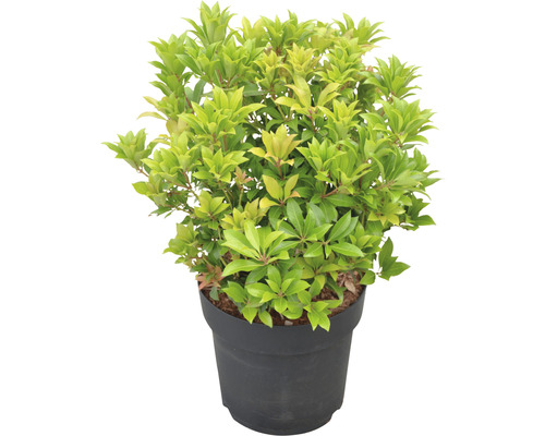 Pieris japonský FloraSelf Pieris japonica "Mountain Fire" výška 40-50 cm květináč 6 l